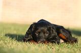 SETTER GORDON 025